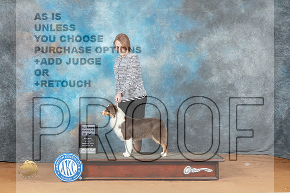 Miniature American Shepherd #14 Sun RWB Judge Victoria Jordan_MJ_7483_NRKC2023_HR3