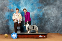 Miniature American Shepherd #34 SBG Judge Victoria Jordan
