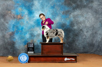 Miniature American Shepherd #34 Sun SBGCH Judge Victoria Jordan r