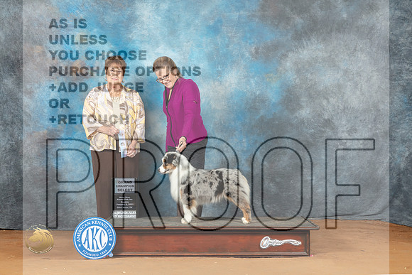 Miniature American Shepherd #34 SBG Judge Victoria Jordan_MJ_7464_NRKC2023_HR3