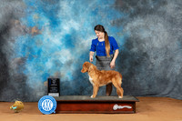 Nova Scotia Duck Tolling Retriever #18 Sun BOWM Judge Lori Nelson