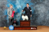 Papillon #15 Sun G2 Judge Jon Steele