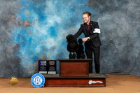 Poodle Miniature #24 Sun SBMOHBOB Judge Azalea Alvarez