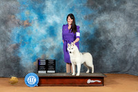Siberian Husky #10 Sat WB Judge John Lucas r