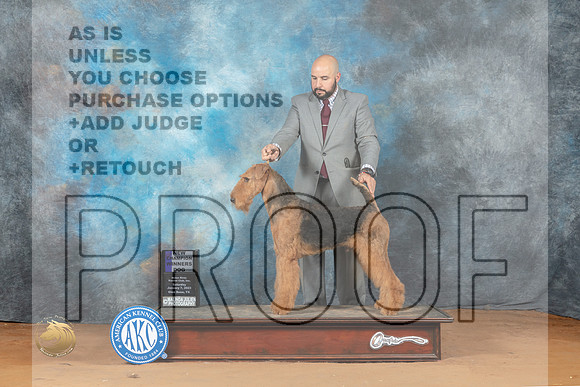 Airedale #9 Sun WDCH Judge Philip Briasco_MJ_7913_NRKC2023_HR3