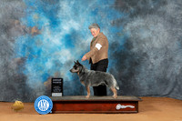 Australian Cattle Dog #7 Sun G4 Judge Victoria Jordan