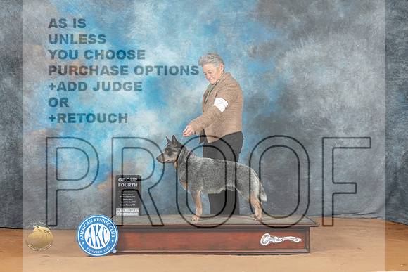Australian Cattle Dog #7 Sun G4 Judge Victoria Jordan_MJ_7738_NRKC2023_HR3