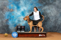 Bloodhound #7 Sun BOBOHBOB Judge Laurie Telfair