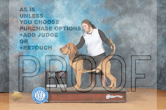 Bloodhound #7 Sun BOBOHBOB Judge Laurie Telfair_MJ_7678_NRKC2023_HR3