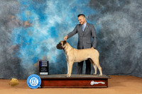 Bullmastiff #12 Sun WB Judge Donald Gill
