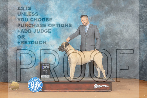 Bullmastiff #12 Sun WB Judge Donald Gill_MJ_7781_NRKC2023_HR3