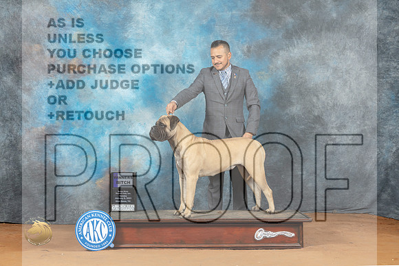 Bullmastiff #12 Sun WB Judge Donald Gill_MJ_7785_NRKC2023_HR3
