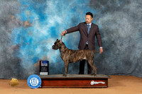 Cane Corso #46 Sun BOSWBM Judge Donal Gill