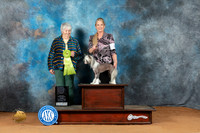 Chinese Crested #18 Sun OHRBIS Judge Lori Nelson