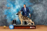 German Shepherd Dog #43 Sun BOW Judge Victoria Jordan