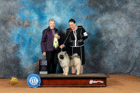 Keeshond #18 Sun 4to6 BP Judge Laurie Telfair