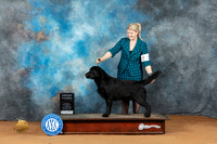 Labrador Retriever #33 Sun Judge Steve Keating