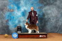 Miniature American Shepherd #17 Sun G4 Judge Victoria Jordan