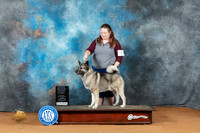 Norwegian Elkhound #5 Sun OHG1 Judge Diane Price