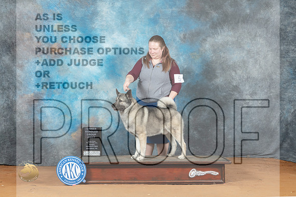 Norwegian Elkhound #5 Sun OHG1 Judge Diane Price_MJ_7664_NRKC2023_HR3