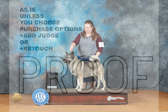 Norwegian Elkhound #5 Sun OHG1 Judge Diane Price_MJ_7665_NRKC2023_HR3