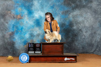 Tibetan Spaniel #17 Sun BOWOHBOBCh Judge Steve Keating