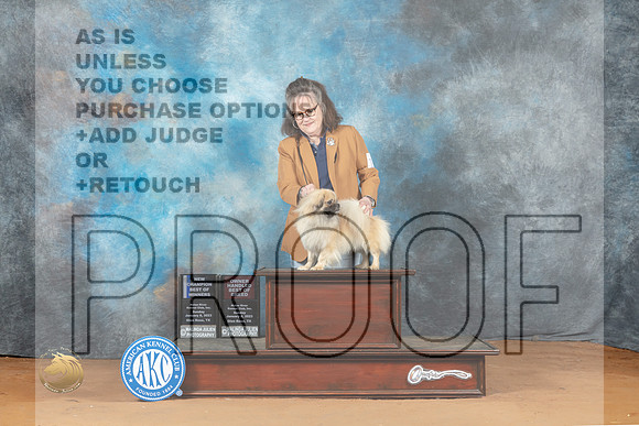 Tibetan Spaniel #17 Sun BOWOHBOBCh Judge Steve Keating_MJ_7737_NRKC2023_HR3