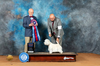 West Highland Terrier #5 Sun RBIS Judge Ronald Horn