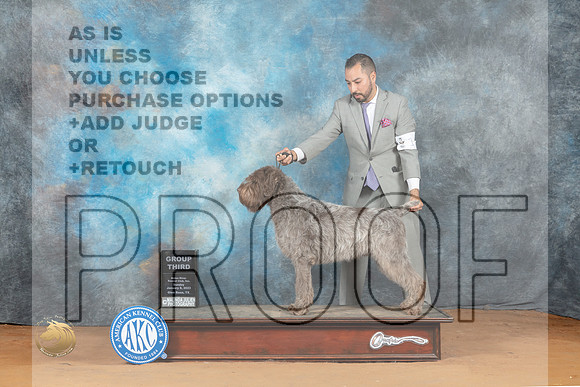 Wirehaired Pointing Griffon #11 Sun G3 Judge Steve Keating_MJ_7856_NRKC2023_HR3