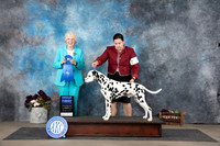 Dalmation #19 Sat G1 Judge Sulie Greendale-Paveza