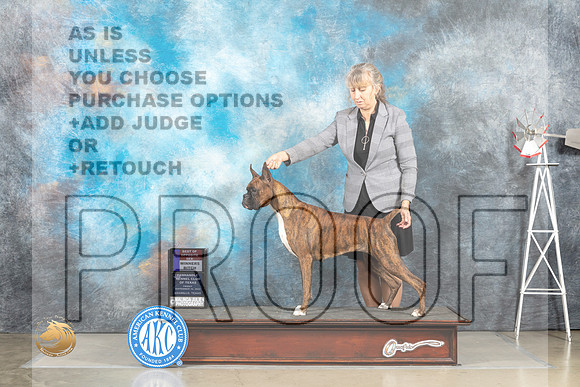 Boxer #6 Fri WBBOS Judge Sharon Derrick rr_MJ_4917_Amarillo_2022_HR3