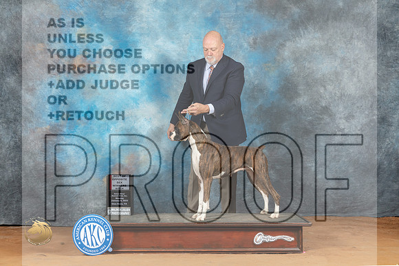 Boxer #16 Mon WBBOS Judge John Lucas_MJ_8051_NRKC2023_HR3