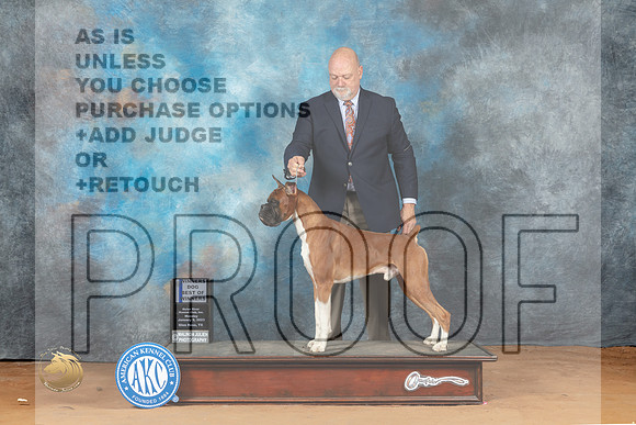 Boxer #7 Mon WDBOW Judge John Lucas_MJ_8047_NRKC2023_HR3