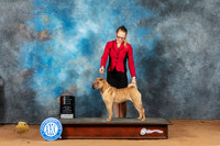 Chinese Shar Pei #14 Mon BOSM Judge Steve Keating
