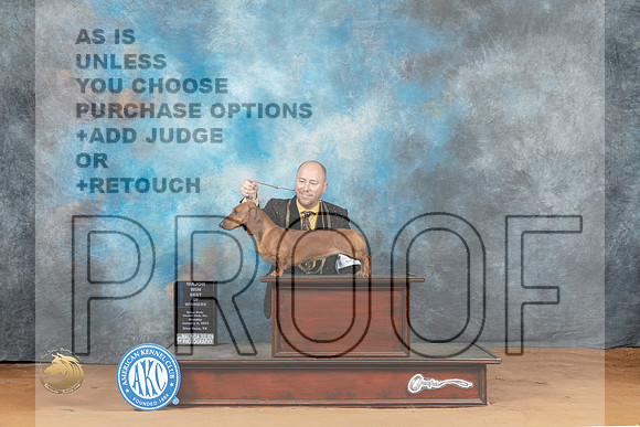 Dachshund Smooth #30 Sun WBM Judge Donald Gill_MJ_8101_NRKC2023_HR3