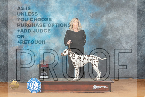 Dalmatian #14 Mon BOS Judge Diane Price_MJ_8025_NRKC2023_HR3