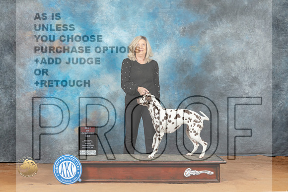 Dalmatian #14 Mon BOS Judge Diane Price_MJ_8031_NRKC2023_HR3