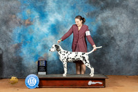 Dalmatian #17 Sun Mon BOWBOBM Judge Diane Price