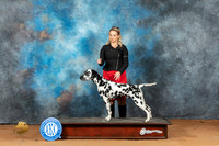 Dalmatian #9 Mon