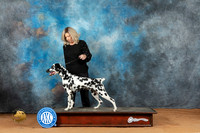 Dalmatian #9 Mon 2