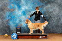 Golden Retriever #6 Mon BOB Judge Philip Briasco