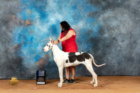 Great Dane #16 Mon BBE1st Judge Philip Brisco