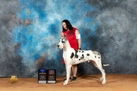 Great Dane #7 Sun BOWOHBOB Judge John Lucas