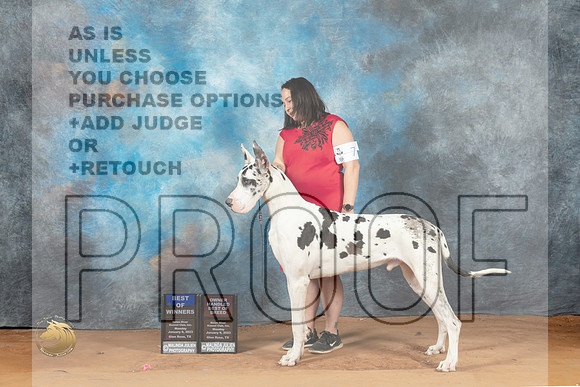 Great Dane #7 Sun BOWOHBOB Judge John Lucas_MJ_8077_NRKC2023_HR3