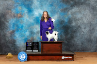 Japanese Chin #6 WB Judge Ronald Horn
