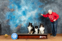 Shetland Sheepdogs Mon Lisa Peterson