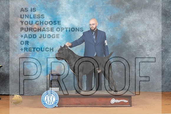 Cane Corso #17 Sat BOWMNc Judge John Lucas_MJ_6141_NRKC2023_HR3