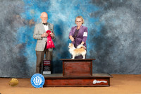 Chihuahua Long Coat #7 Sat G2 Judge Ronald Horn