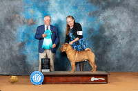Chinese Shar Pei #7 Sat OHBIS Judge Rodney Merry