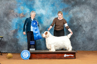 Clumber Spaniel #7 Sat G1 Judge Lori Nelson